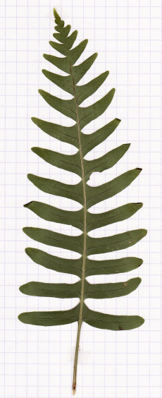 polypode