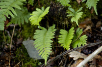 polypode