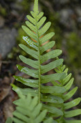 polypode