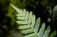 polypode
