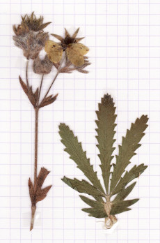 potentille