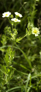 potentille