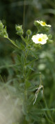 potentille