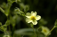 potentille