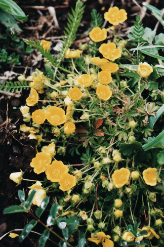 potentille