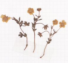 potentille
