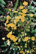 potentille