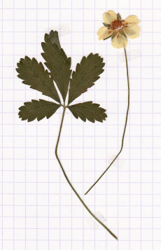 potentille