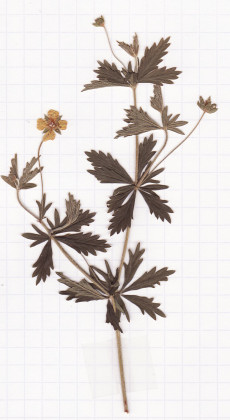 potentille