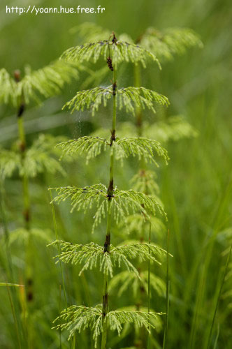 Prêle des bois
