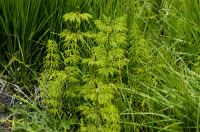 prele des bois