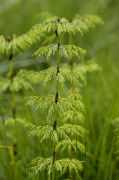 prele des bois