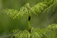 prele des bois