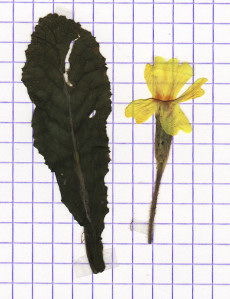 primevère
