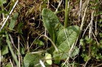 primevère