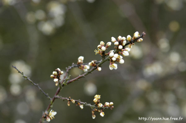 prunellier