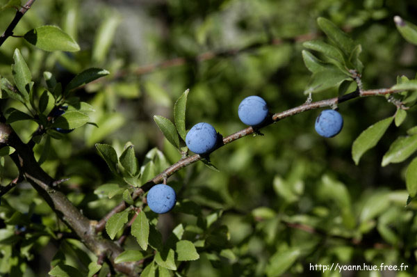 prunellier