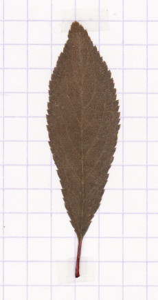prunellier