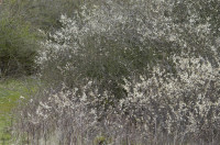 prunellier