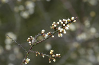 prunellier