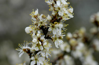 prunellier