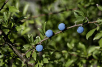 prunellier
