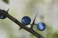 prunellier