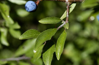 prunellier