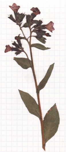pulmonaire