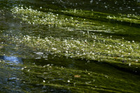 renoncule flottante