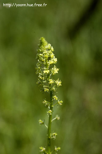 Réséda jaune