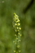 reseda