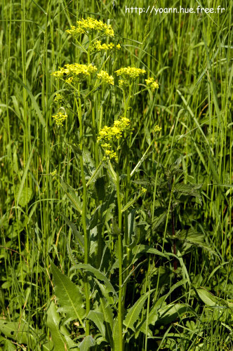 roquette orient