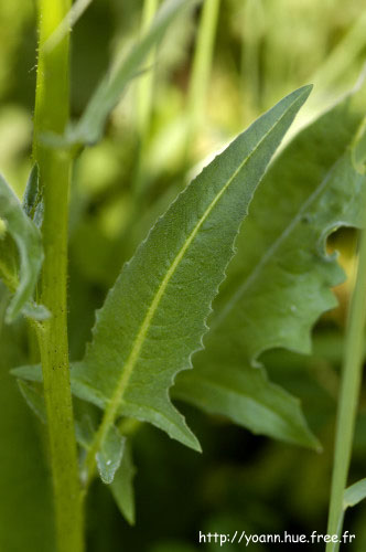 roquette orient