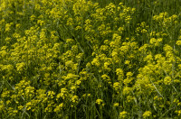 roquette orient
