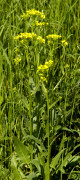 roquette orient