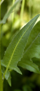 roquette orient