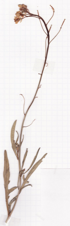 roquette