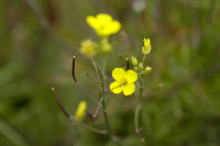 roquette