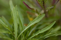 roquette