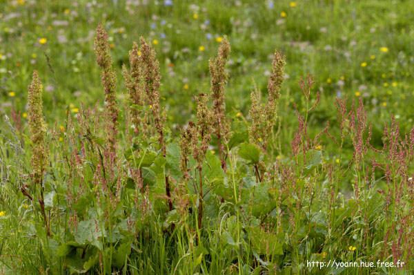 rumex