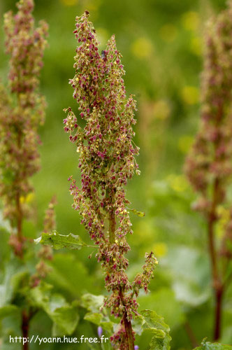 rumex