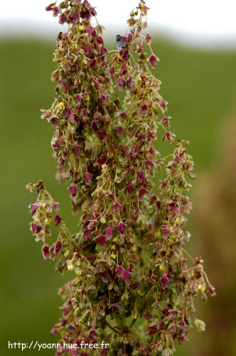 rumex