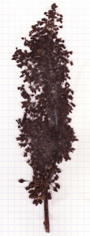 rumex
