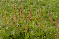 rumex