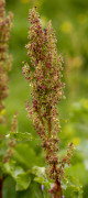 rumex