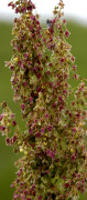 rumex