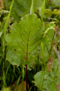 rumex