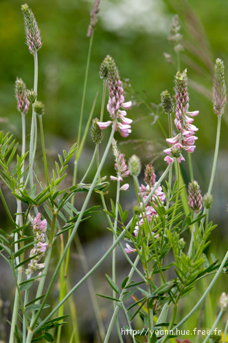 Sainfoin
