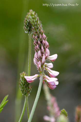 Sainfoin